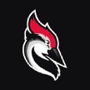 Woodpecker